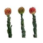 Single Leucospermum 833-ZM00068