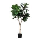 FICUS LYRATA 62-LVS POTTED PLANT K308363