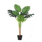 MONSTERA 9LVS K308364