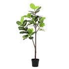 ALPINE FICUS 58-LVS POTTED PLANT K308368