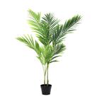 PALM TREE 6LVS K308371