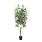 OLIVE TREE K308373