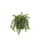 TRAILING SUCCULENT GREEN K308381