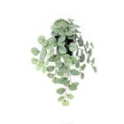 POTTED HANGING PLANT EUCALYPTUS K308386