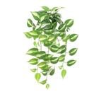 POTTED HANGING PLANT WHT EDGE K308389
