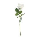 ROSE WHITE K309984