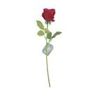 ROSE RED K309986