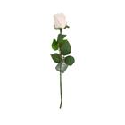 ROSE K309990