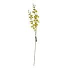 DANCING ORCHID YELLOW K310020