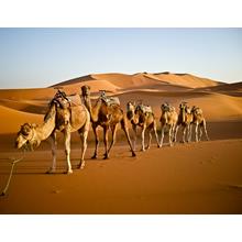 desert marocain perfume